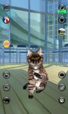 现实猫截图1